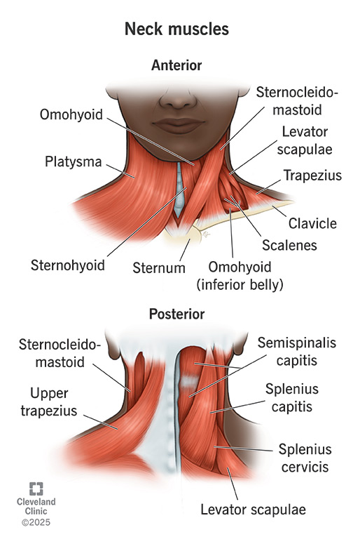 neck muscles image explanation